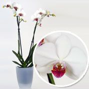 Orquídea Branca + Cachepô Transparente